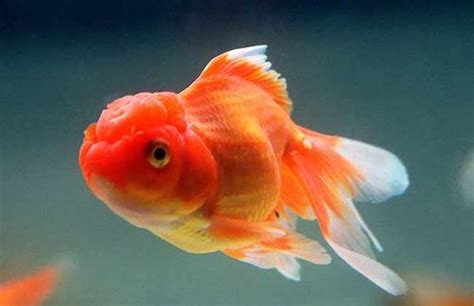 金魚為什么不容易養(yǎng)?