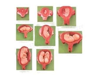 胚胎发育全过程3d演示
