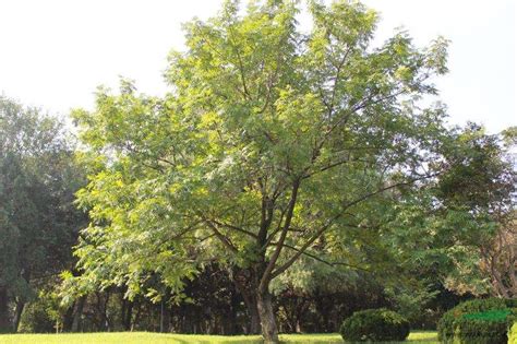 杨桃树是一种植物吗