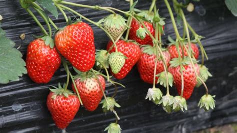 种草莓的技巧