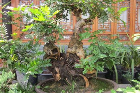 怎樣從小培養清香木盆景