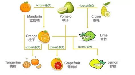 橘子和桔子、柑的区别??