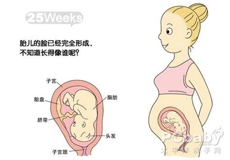 怀孕12周胎儿多长才是正常