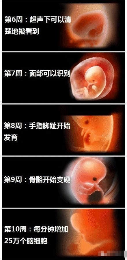 胚胎发育全过程3d演示