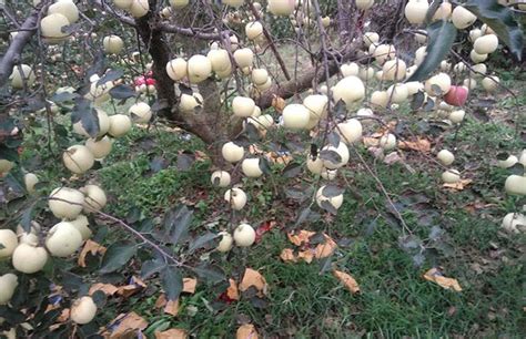 苹果树苗啥时候移栽好