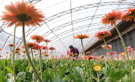 余杭临平 花卉市场在哪里