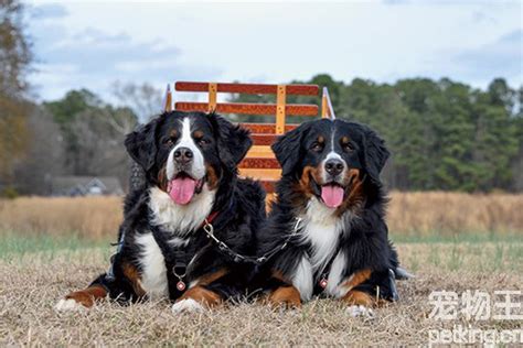 伯恩山犬,圣伯納和大瑞士山地犬的區(qū)別
