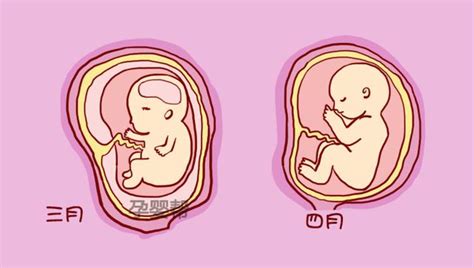 胎儿前三个月发育顺序