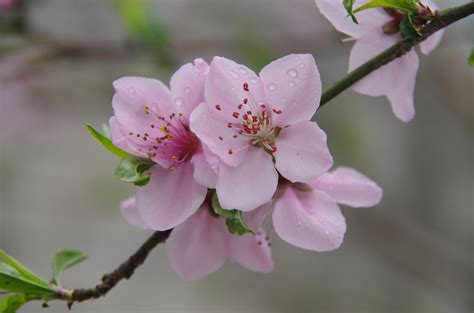 桃花的花语是什么?