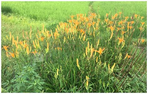 黄花菜是什么植物