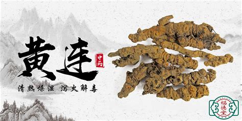 黄连花长什么样子?