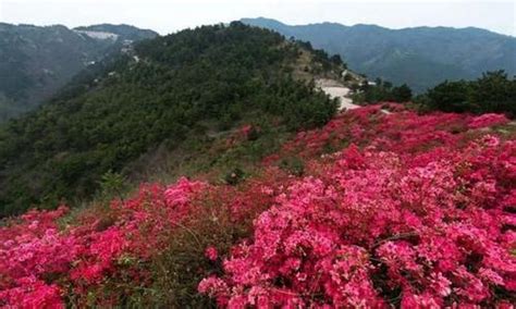 杜鹃花别名是叫映山红吗?