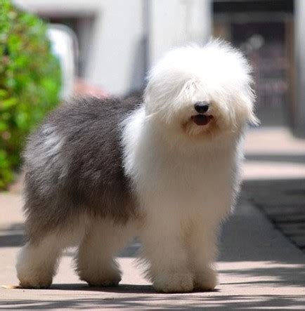 什么是古代英国牧羊犬,宠物古代英国牧羊犬的习性特征与喂养等介绍