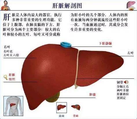 肝有淤血的表现