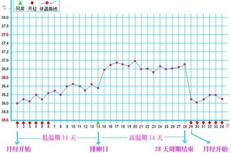 28天排卵日期表图