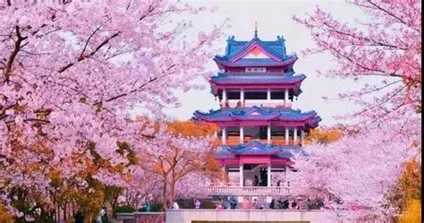 鼋头渚赏樱-小学生写景作文350字（汇总4则）