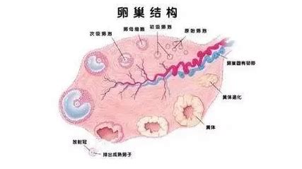 多囊卵巢综合症怀孕后注意事项