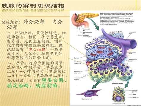 胰腺的平面图