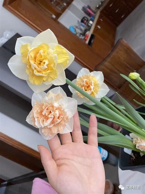满屋花香的心情说说