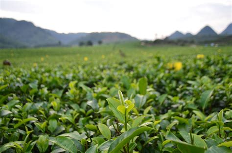 从山上移植的山茶树如何种植