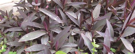 植物紫叶鸭跖草有毒吗