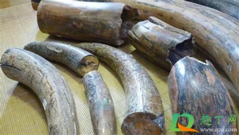 猛犸象牙用黃豆盤效果怎樣