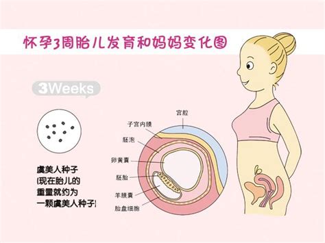 胎儿发育过程变化图
