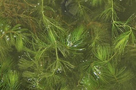 金鱼藻是什么类的植物????急死了