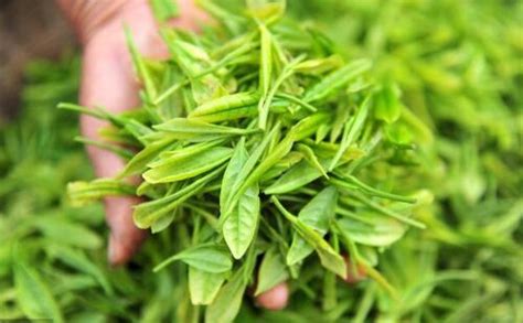 黃山毛尖的沖泡方法