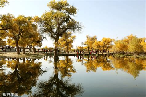 内蒙古阿拉善盟：金秋十月胡杨美 吸引各地游客观光