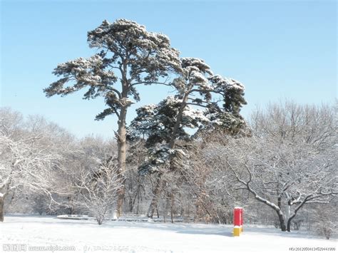 雪松长的什么样?