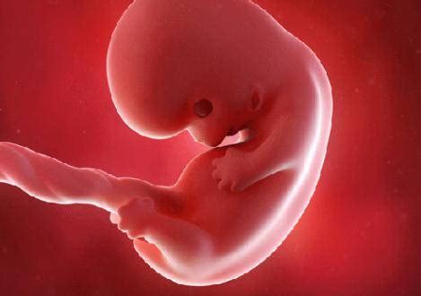 8周的胎儿是什么样子的