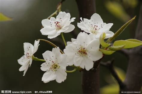 桃花和梨花可以做什么东西