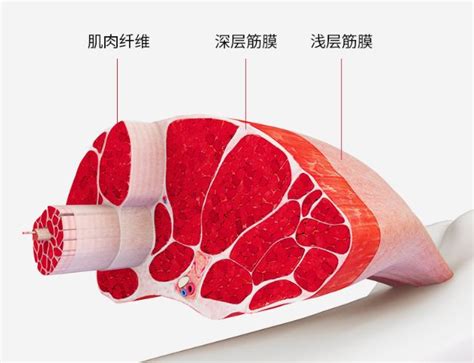 血管似江河是什么意思