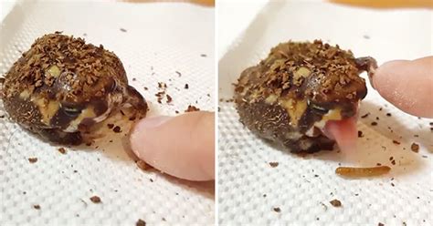孕晚期能吃野生石蛙吗