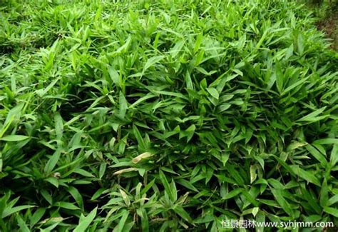 长粽叶的植物叫什么？
