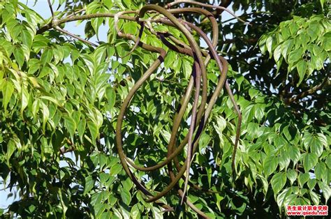 室内观赏植物幸福树(又名菜豆树)大量落叶怎么处理?