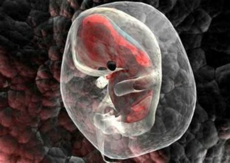 胚胎着床身体有什么变化