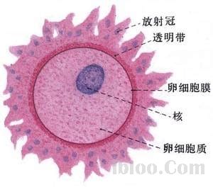 如何让精子活力下降