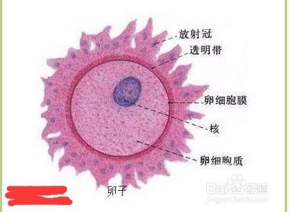 怎样能知道卵泡什么时候排出来