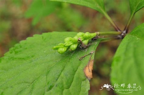 金粟兰(九节风/草珊瑚)?