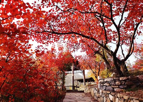 坡峰岭最佳观赏路线：打卡六大绝美红叶胜景