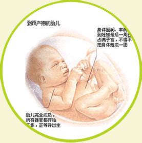 怀孕几个月有胎动?
