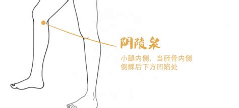 阴陵泉穴准确位置