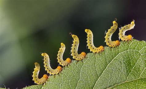 鳞翅目害虫主要危害植物哪些部位