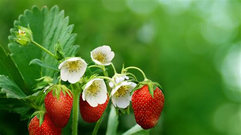 草莓会开花吗?花是什么样的?