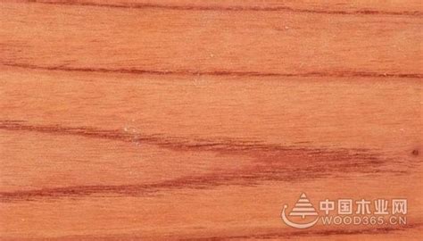 红椿木是什么木头?