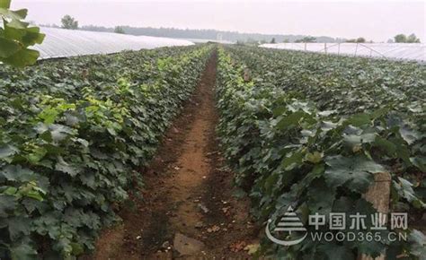 現在蘋果樹應怎樣打藥,