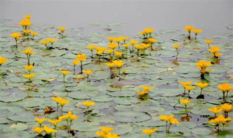 一种开黄色花的植物 ,在水边或者湿地处生长,叶子是圆的,像荷花的叶子,但是很小,丛生.这是什么植物呀