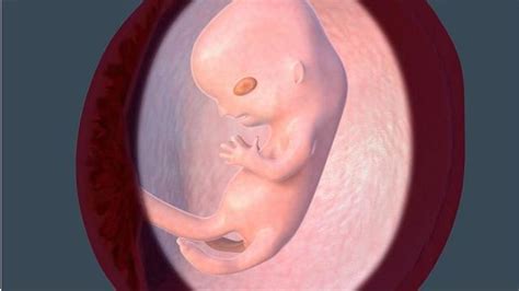 9周的胎儿真实图
